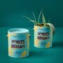 Grow Kit Spirits Bright Agave – Modern Sprouts